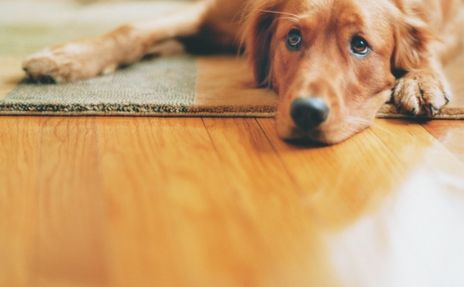 pet friendly flooring